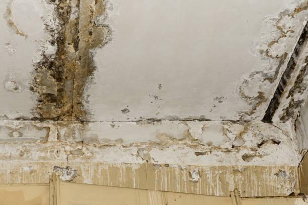 Best Forensic Mold Investigation  in Perryopolis, PA